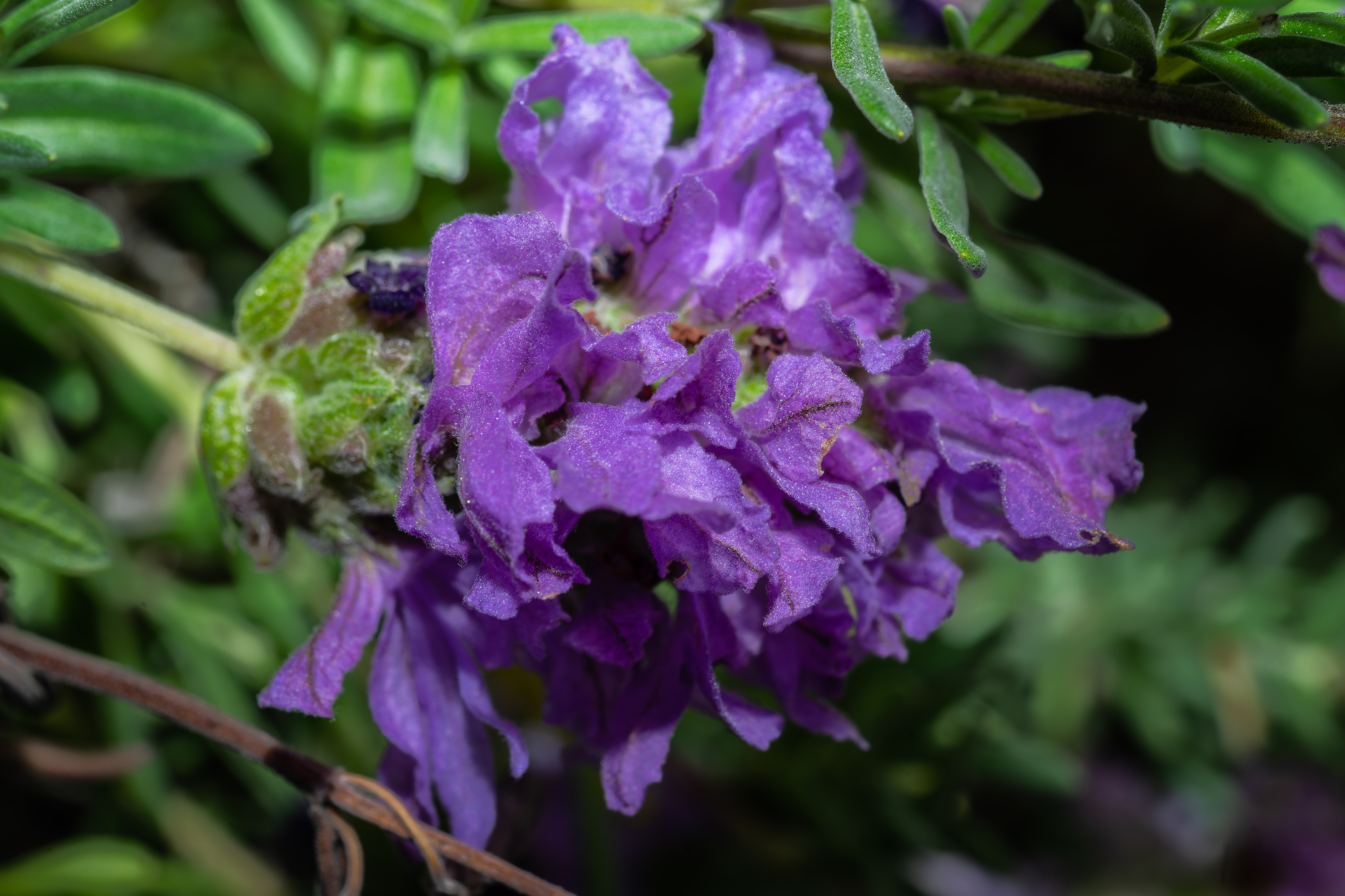 _DSC6030-ARW_DxO_DeepPRIME-Edit.jpg