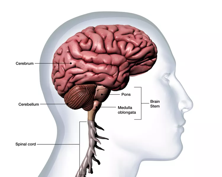 profile-of-man-s-head-with-brain-anatomy-labeled-on-white-background-1093597090-f6a5470b98a4453997931b1cb72fb47d.png