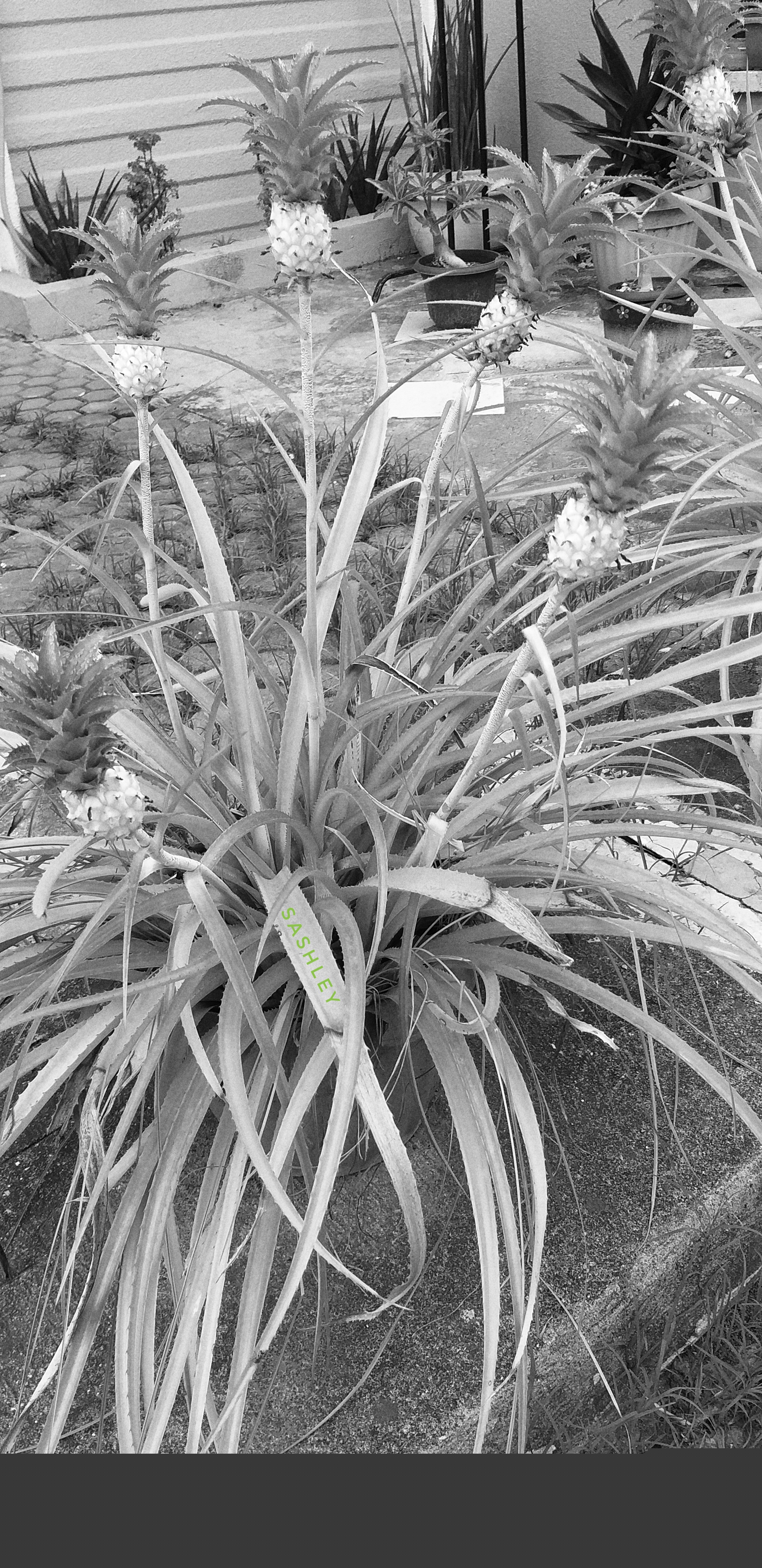 20220524_171735-01.jpeg