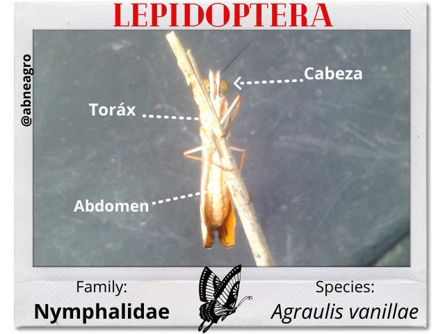 Lepidoptera 4 partes 1.png