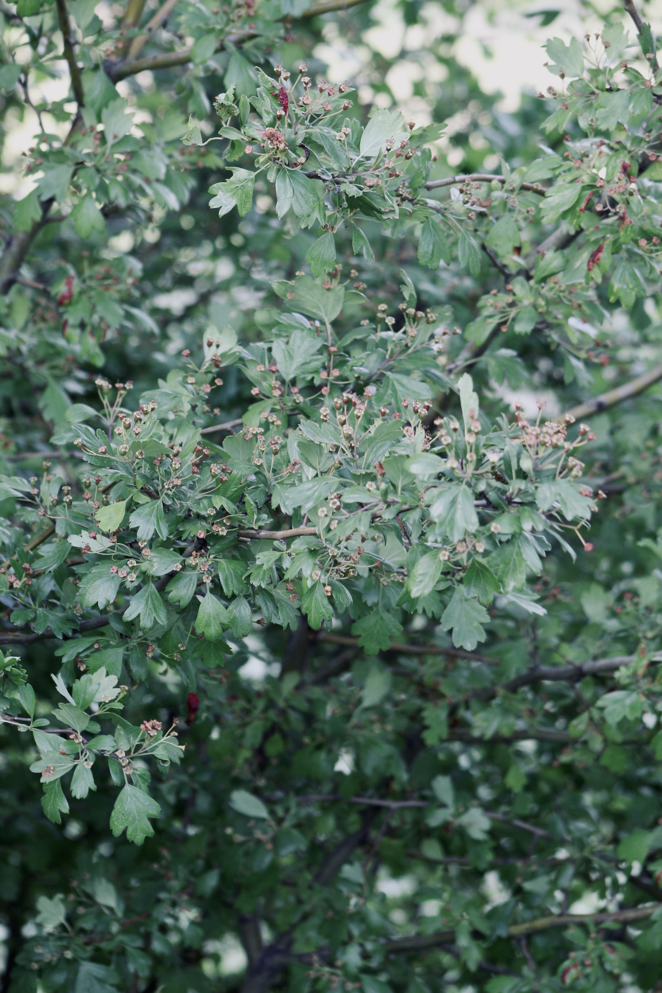 IMG_2950.jpeg