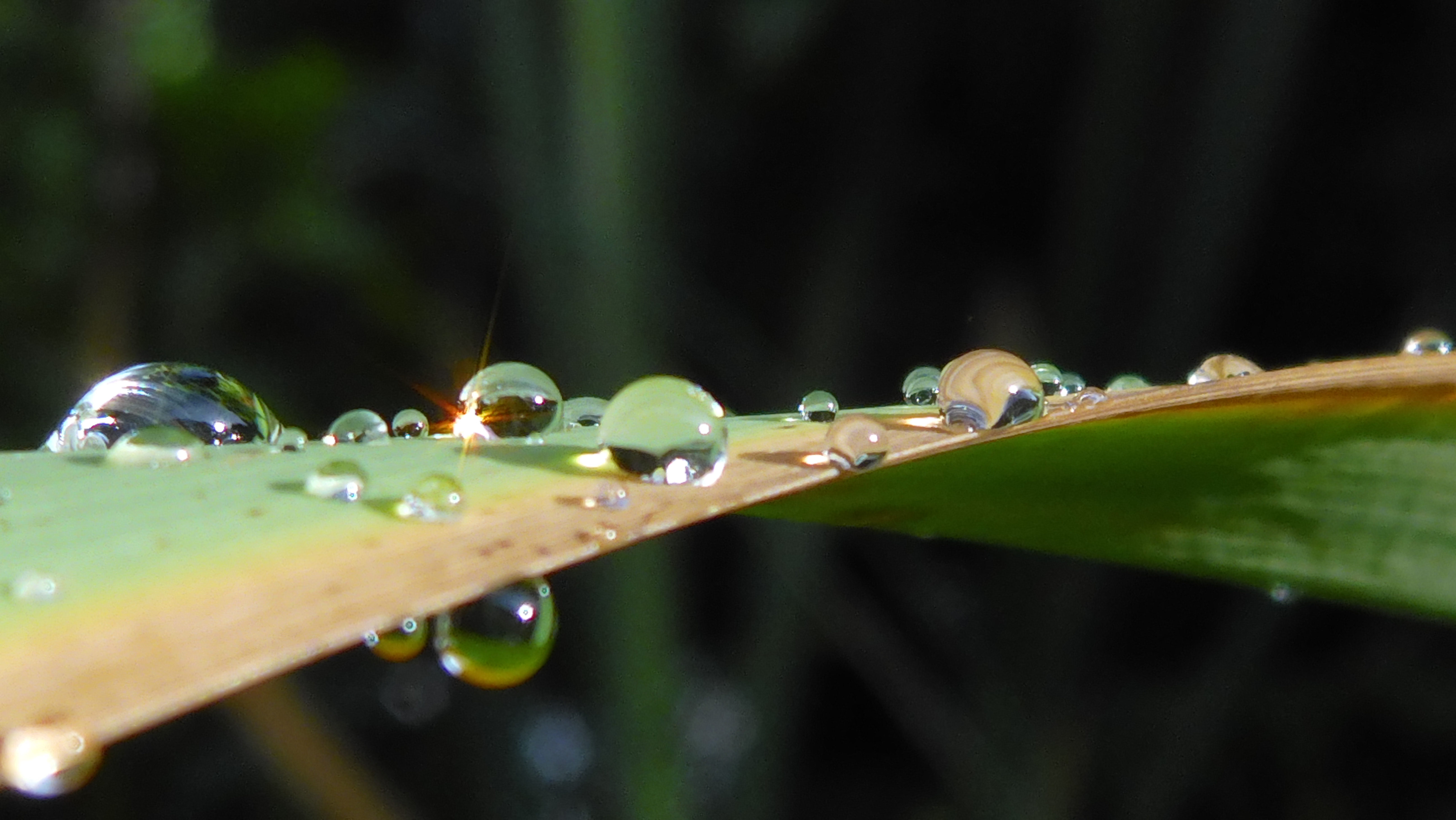 Waters-Droplets-Drops-Wet-Publicdomain (72).JPG