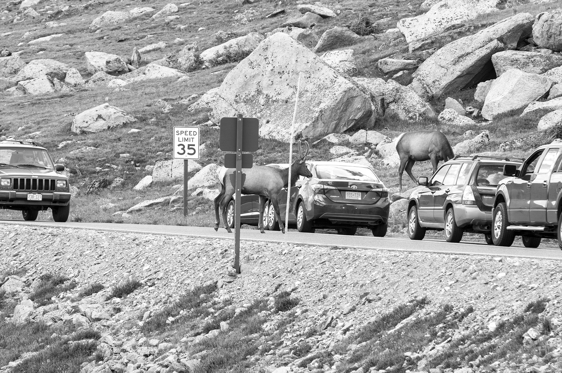 Alpine Elk in Road s.jpg