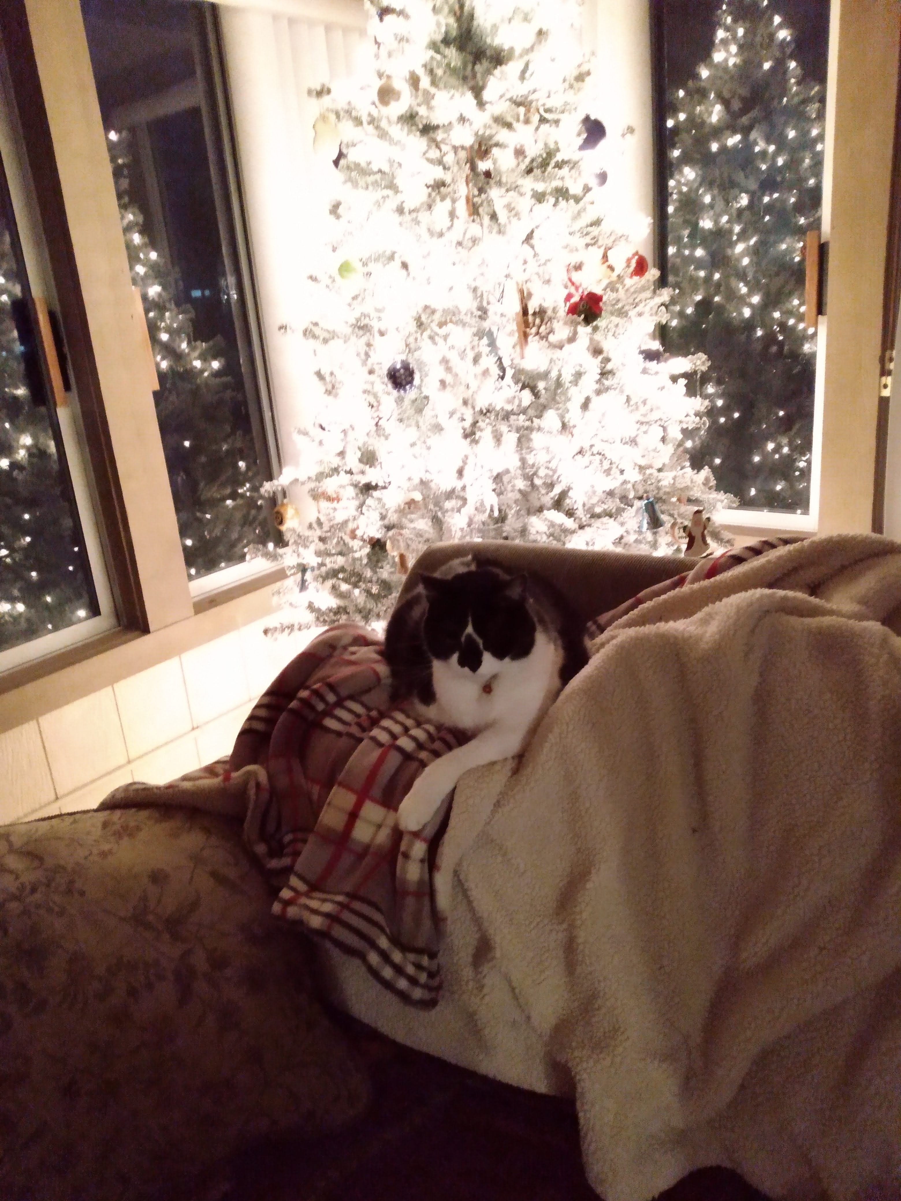 festivefeeny.jpg