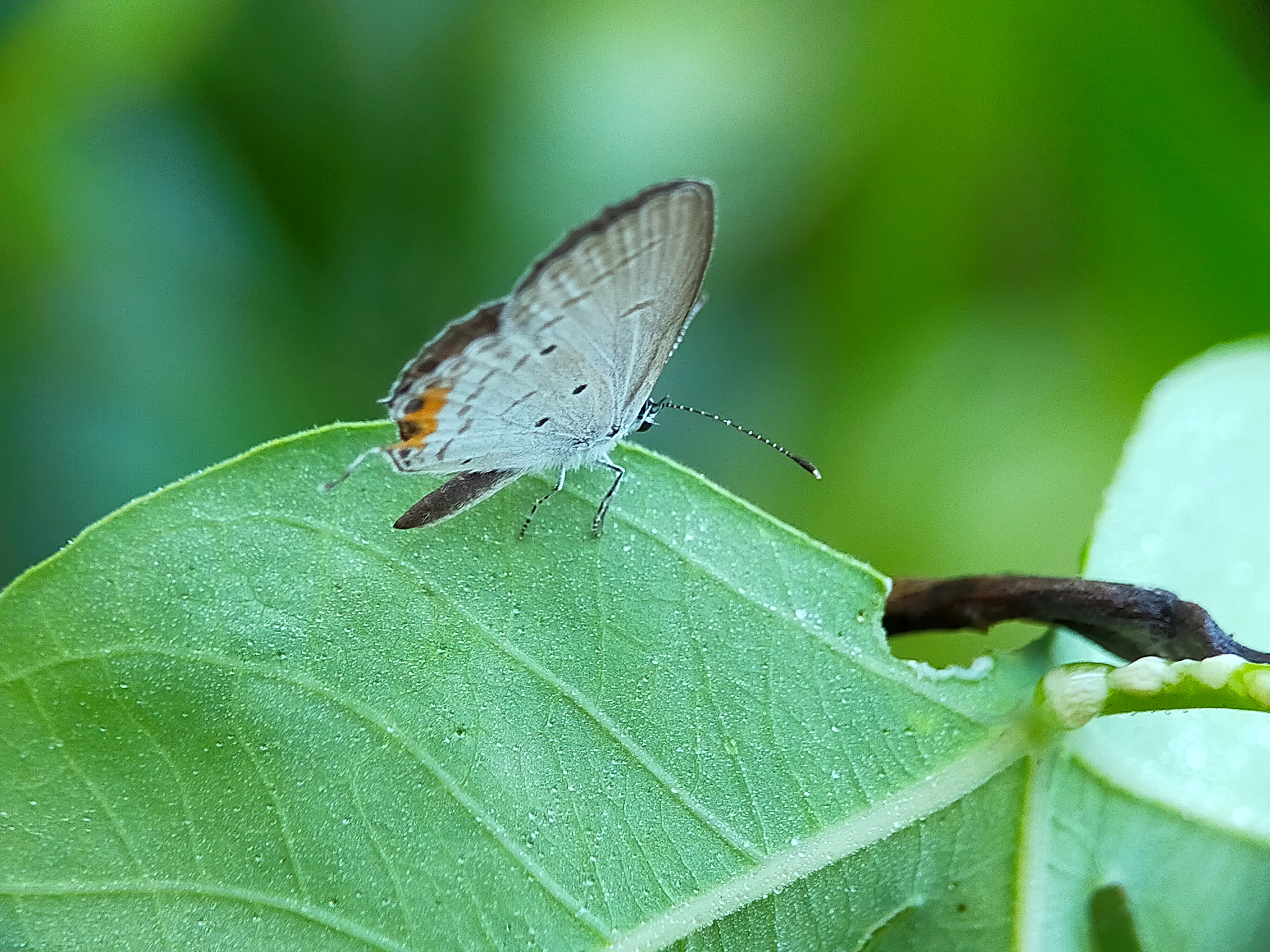 White Butterflies (22).jpg