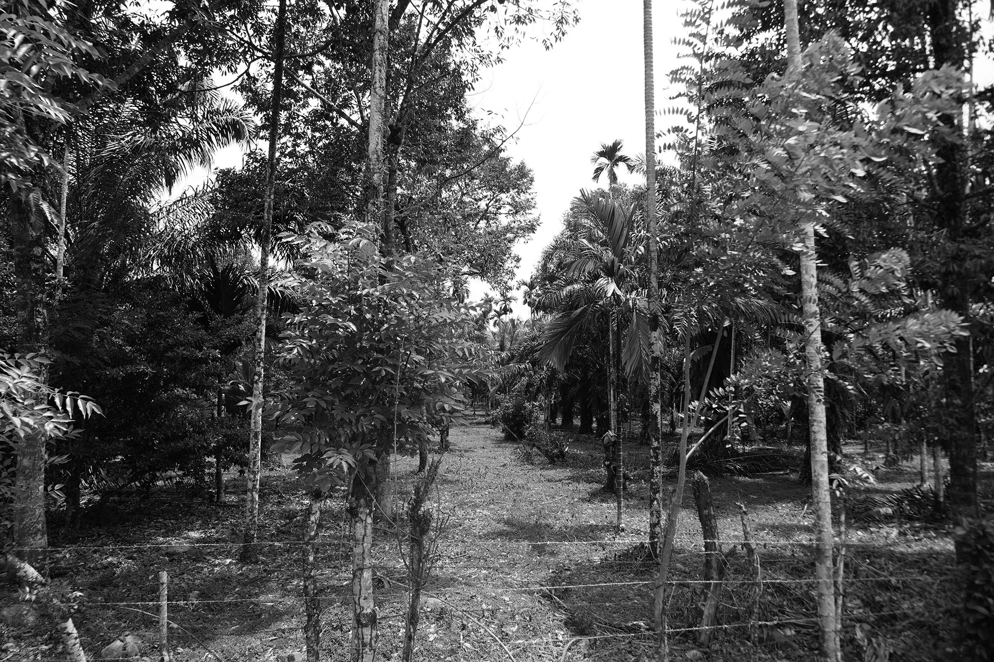 Sawang_06.jpg