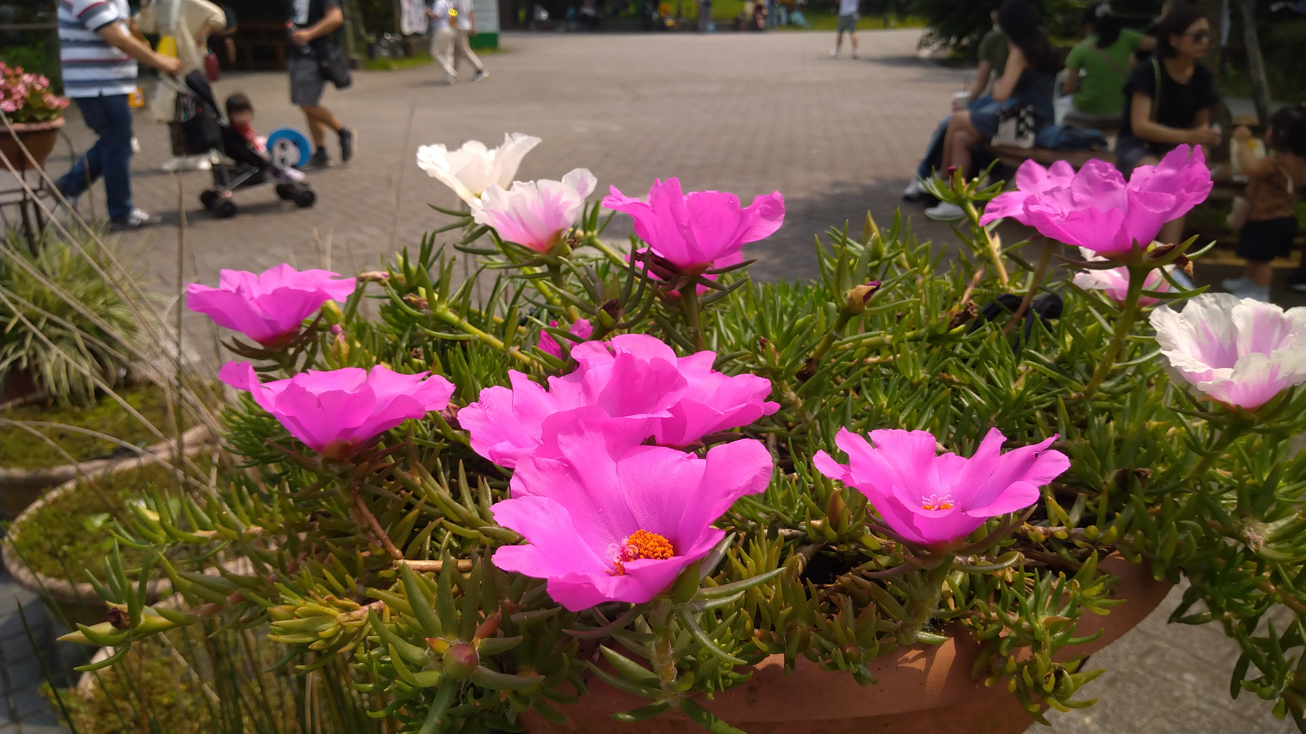 DSC_1073.JPG