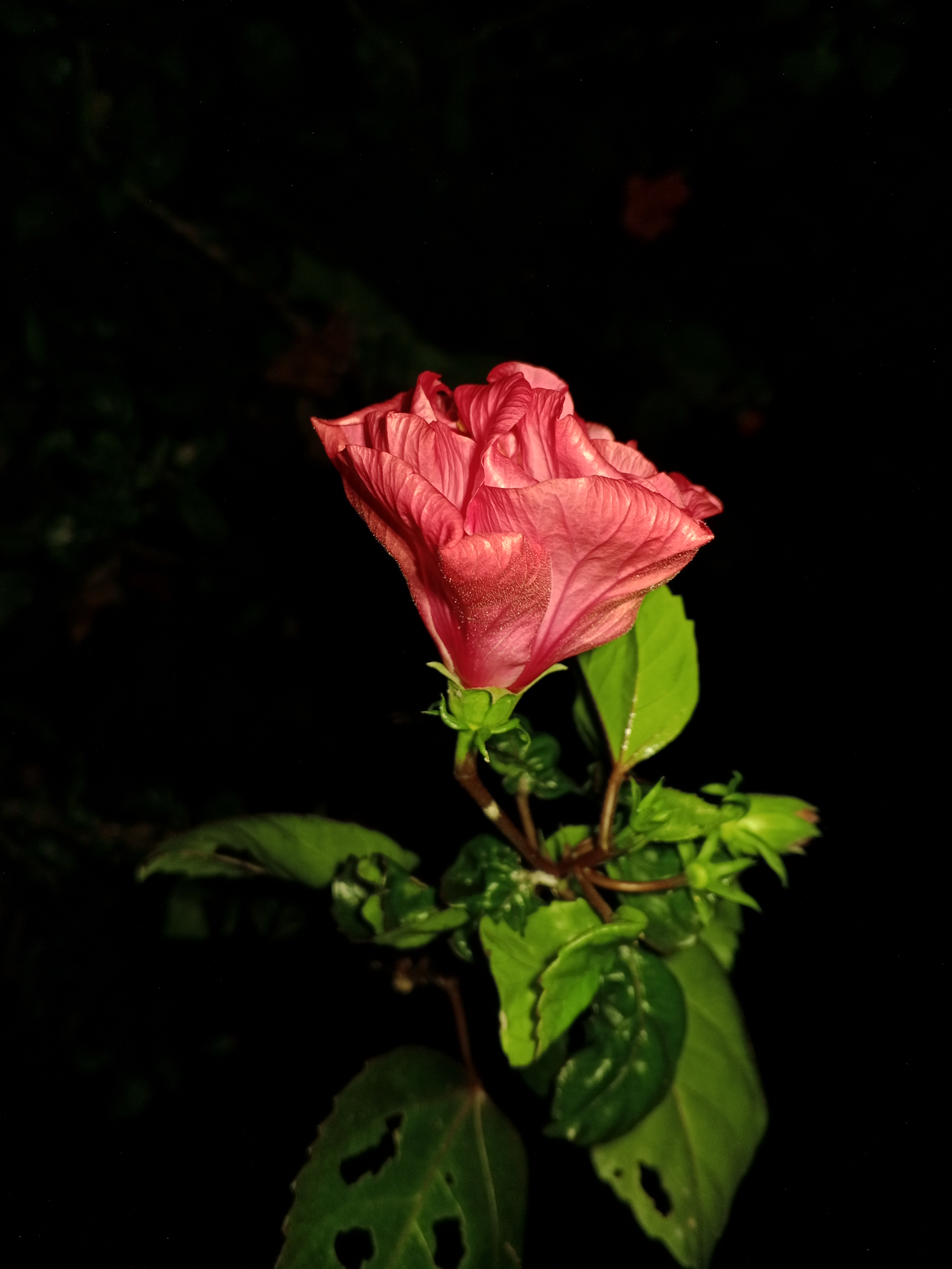 IMG_20241003_010646_298.jpg