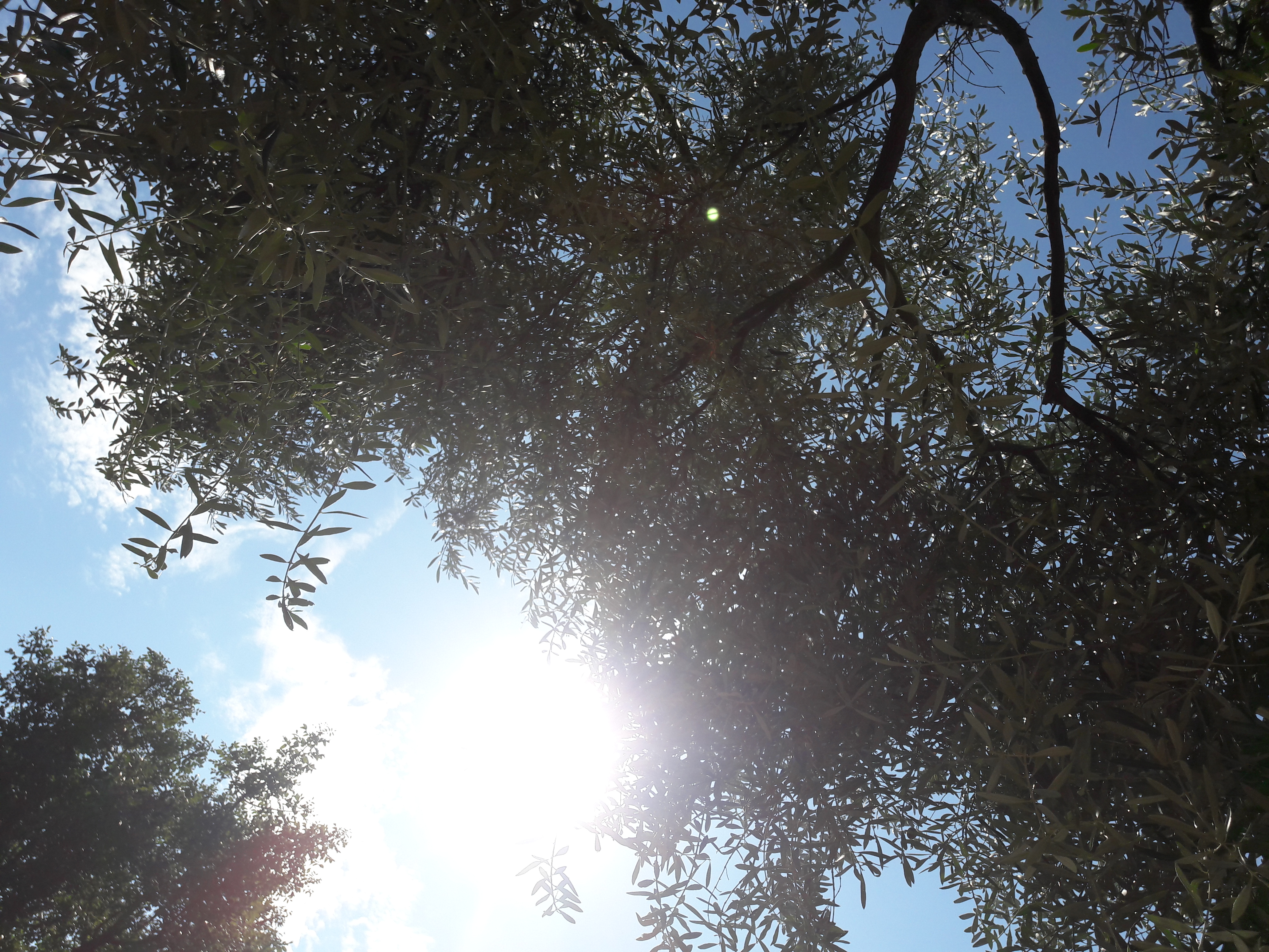 Flora-Tree-Forest-Publicdomain (14).jpg