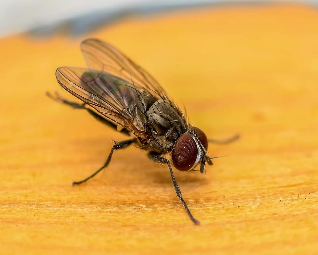 house fly insects (10).jpg