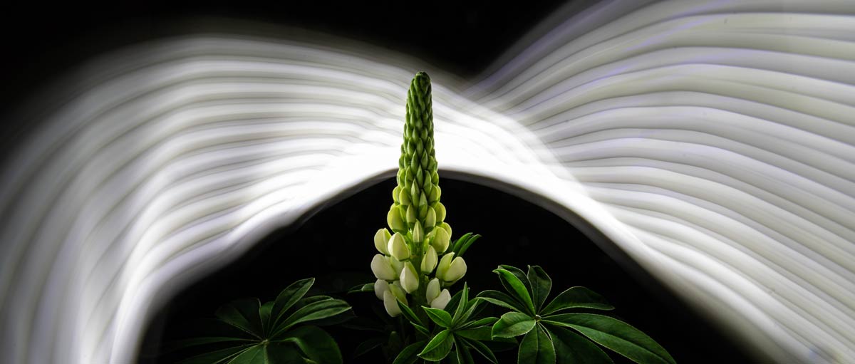 LightPainting-GunnarHeilmann-Texture-Experiment-Flower.jpg
