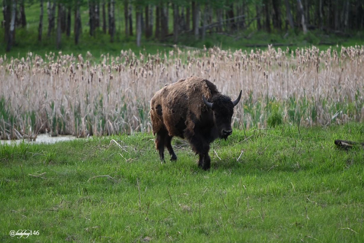 bison (36).jpg