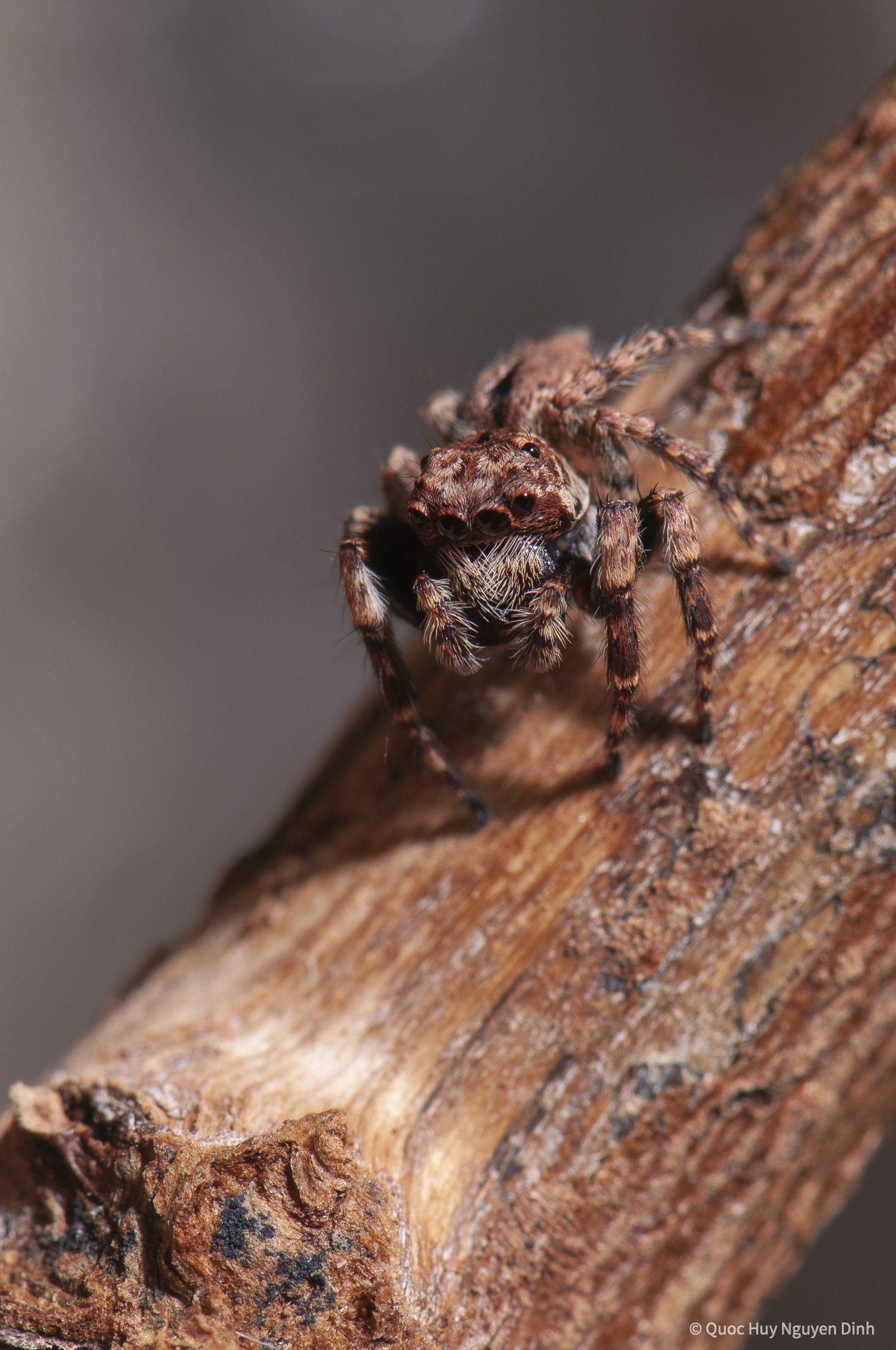 Jumping Spider - Servaea sp-4.jpg