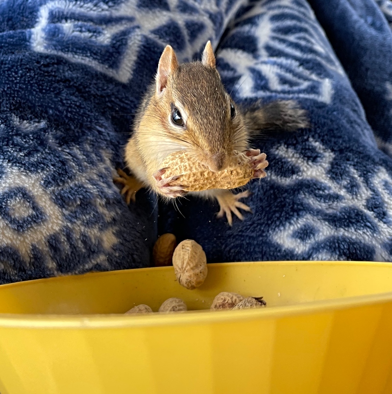 animals-chipmunk-nature-photography-sunscape-2 (1).jpg