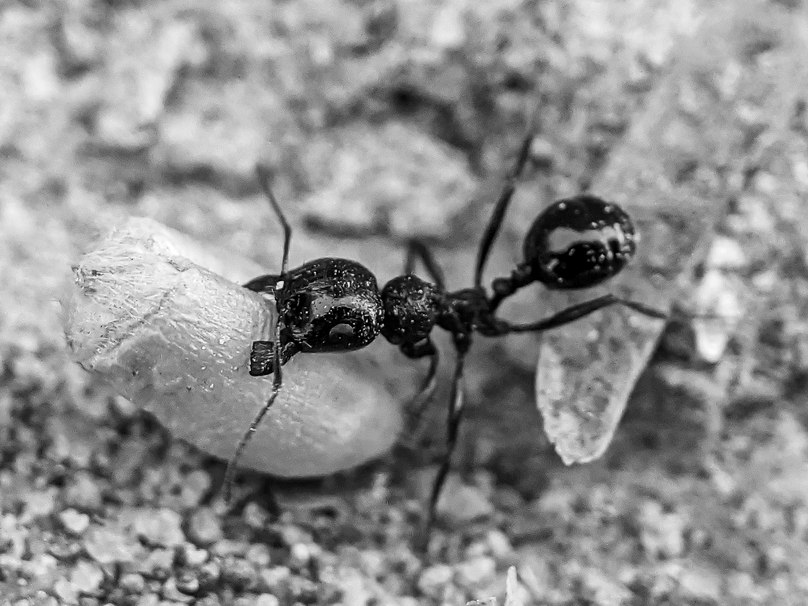 ant (4).jpg