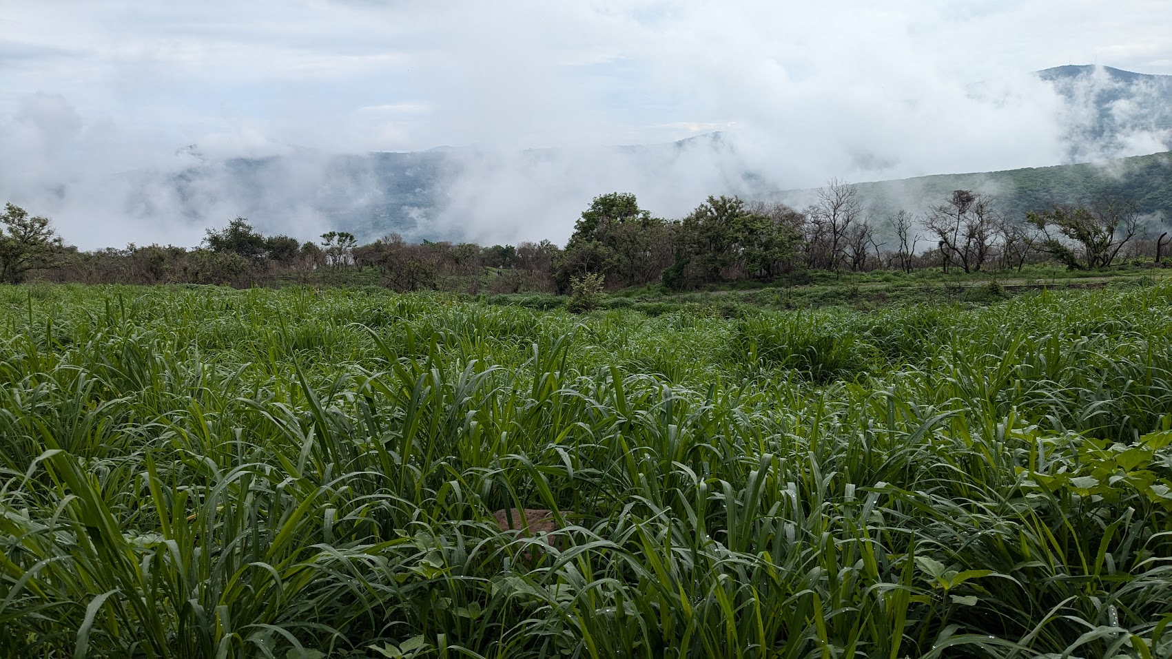 Reforestation of The Oblatos Canyon, Guadalajara, Mexico