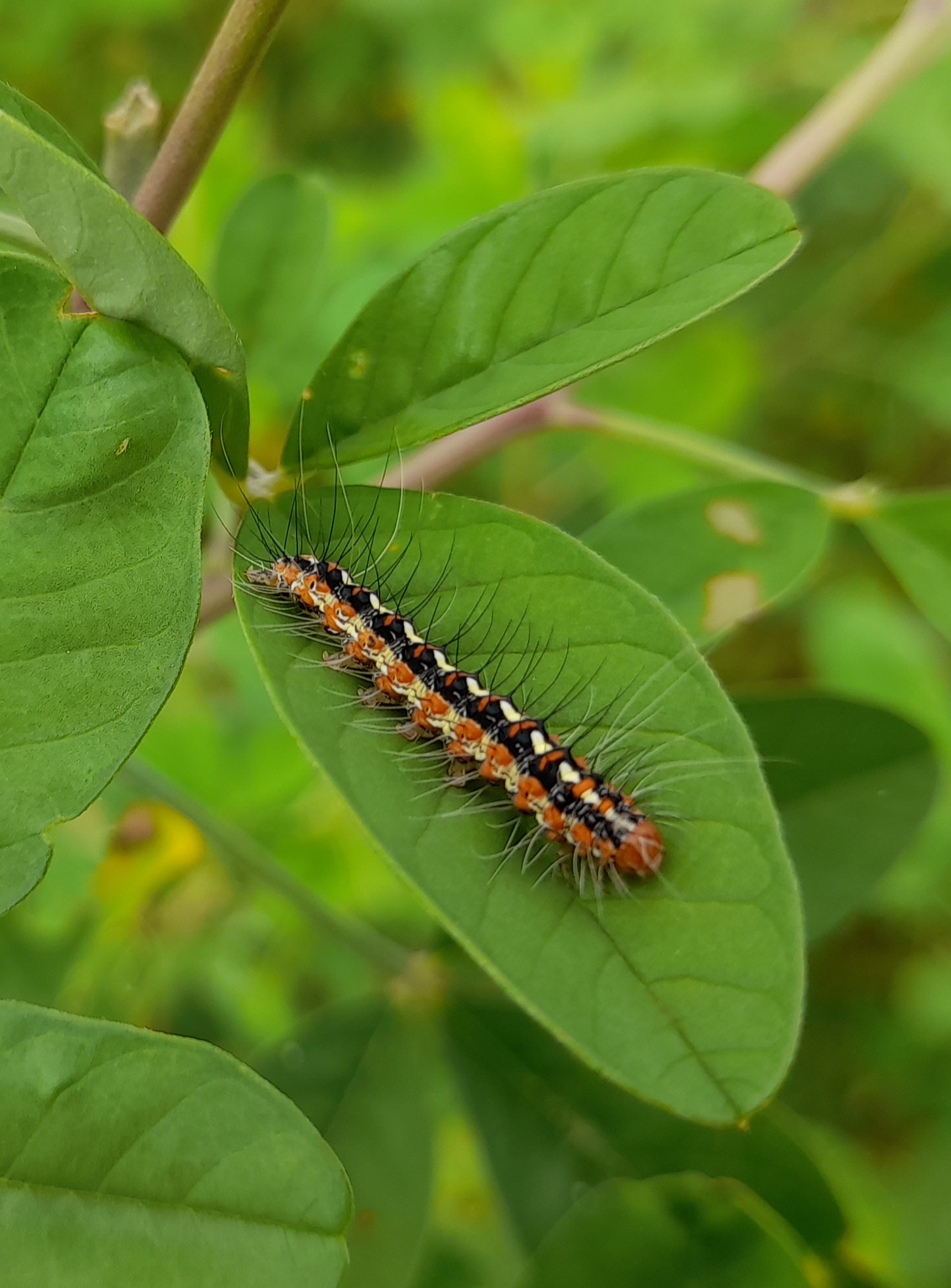 Get to know Gypsy Moth Caterpillars that Babies are also Dangerous. — Hive