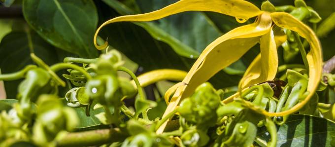 Ylang-ylang_c_GettyImages-Aurelien_BRUSINI_1_.jpg