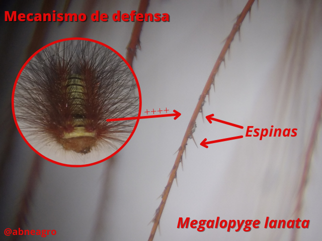 Lepidoptera (5).png