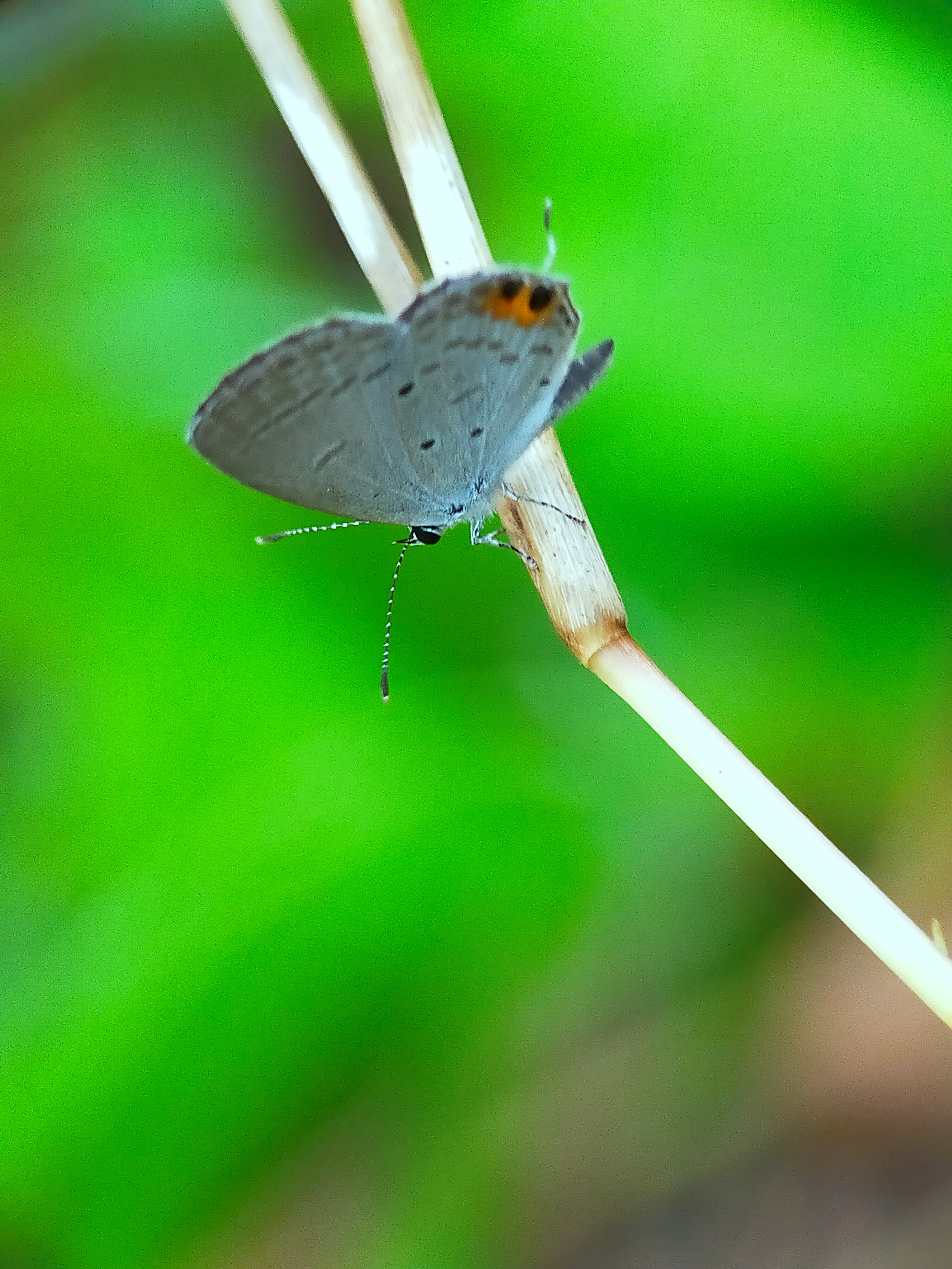 White Butterflies (13).jpg