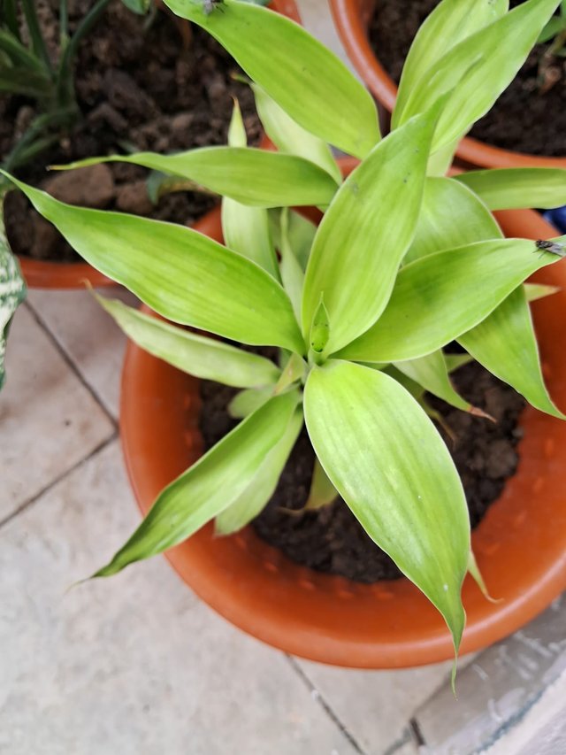 spiderwort plant 4.jpg