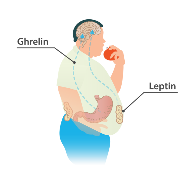 Leptin_and_Ghrelin_-_hunger_hormones_(48605648687).png