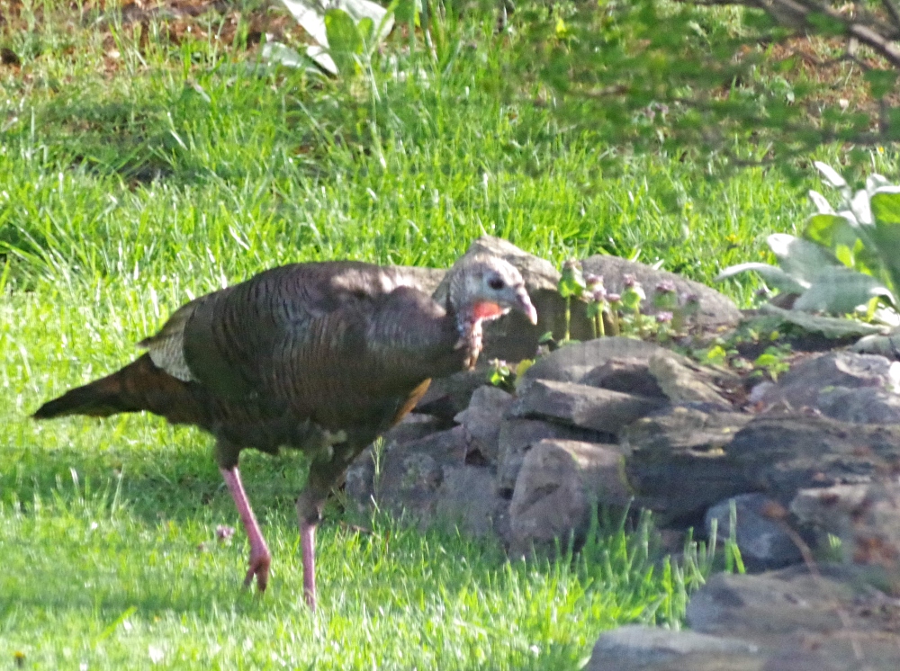 feathered-friends-turkey-1.jpg