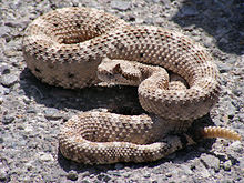 wiki rattlesnake.jpg