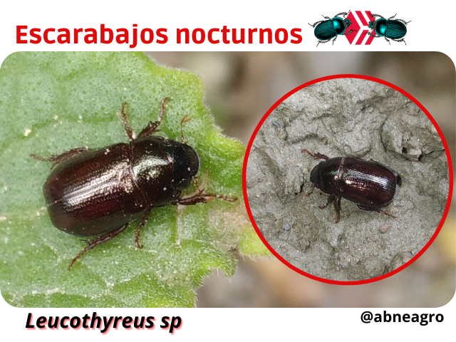 Automeris cf. jucunda (2).png