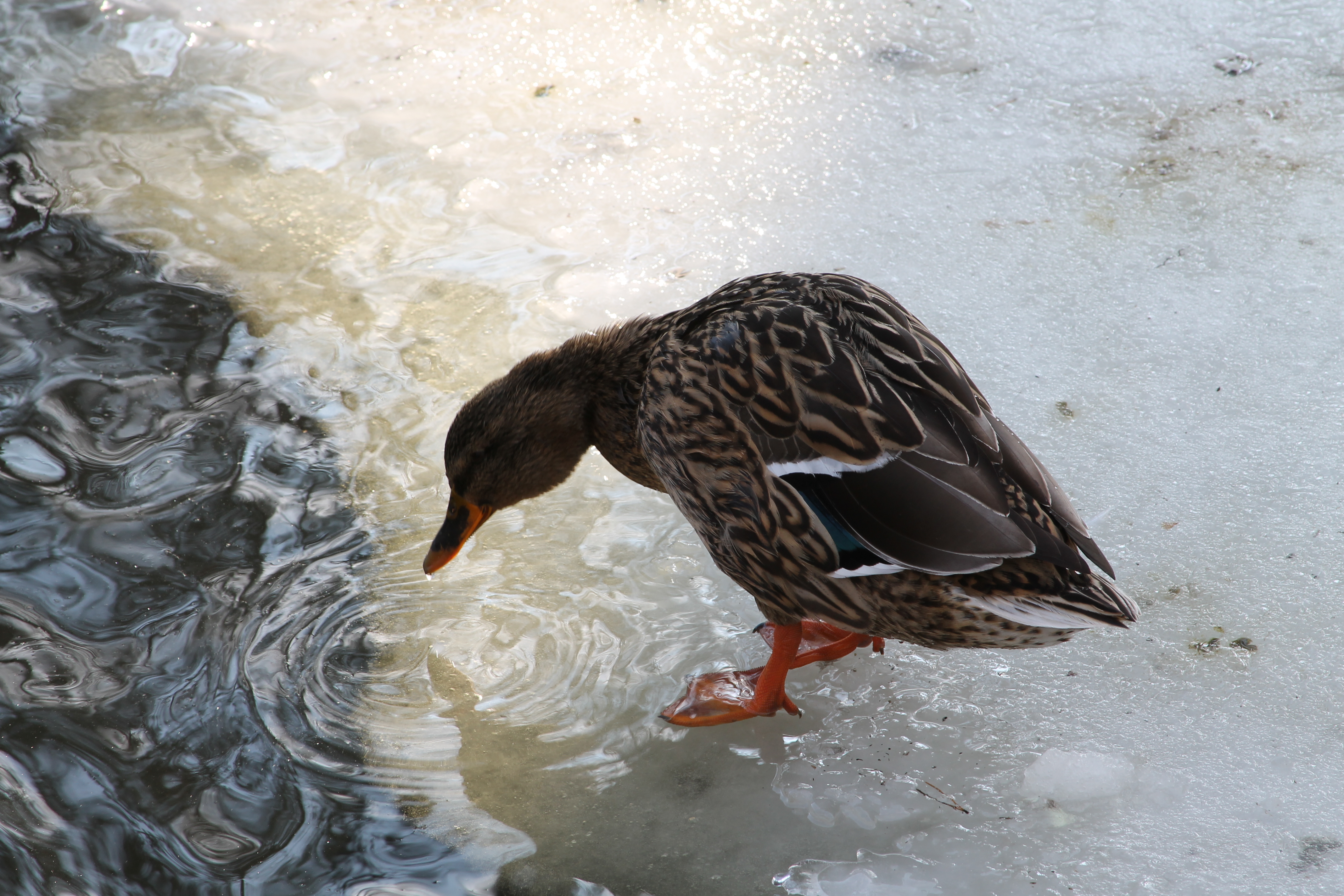 IMG_6672.JPG