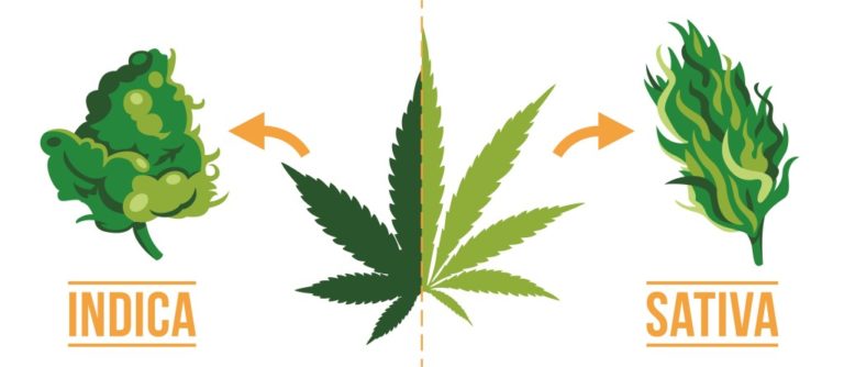 difference-physical-appearance-between-indica-sativa-1024x445-1-768x334.jpg