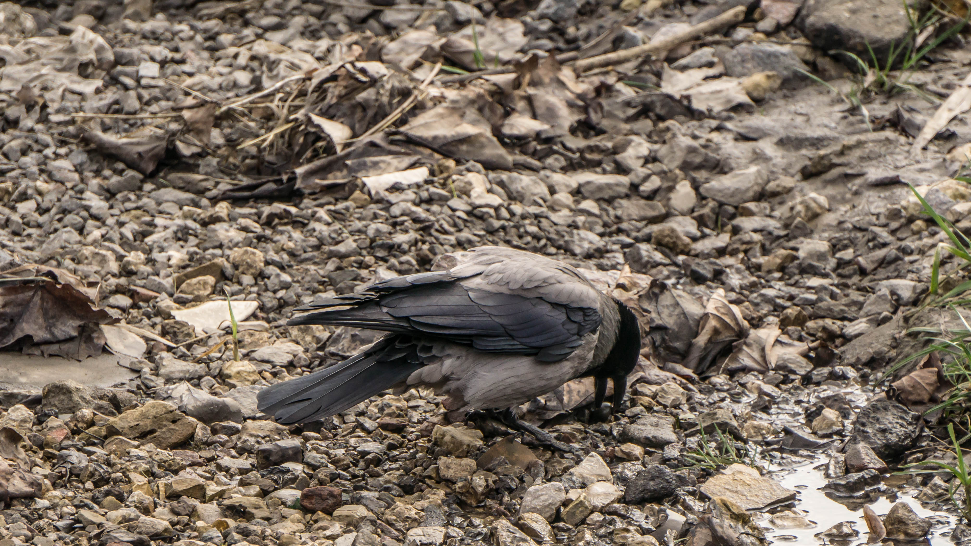 DSC08406-4.jpg
