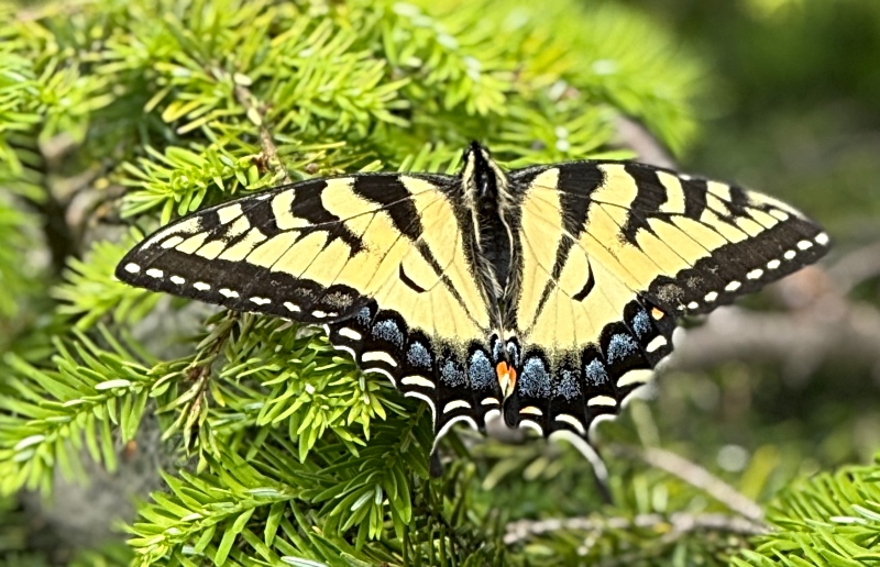 hivegarden-butterfly-1.jpg