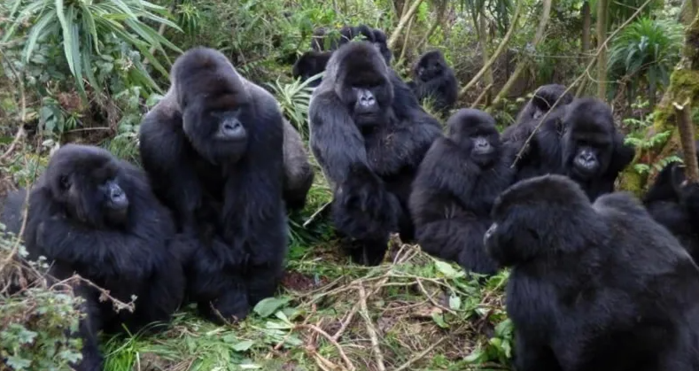 Eastern Lowland Gorilla4.png