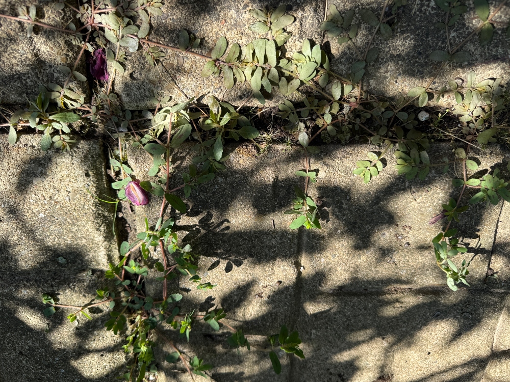 hivegarden-patio-3.jpg