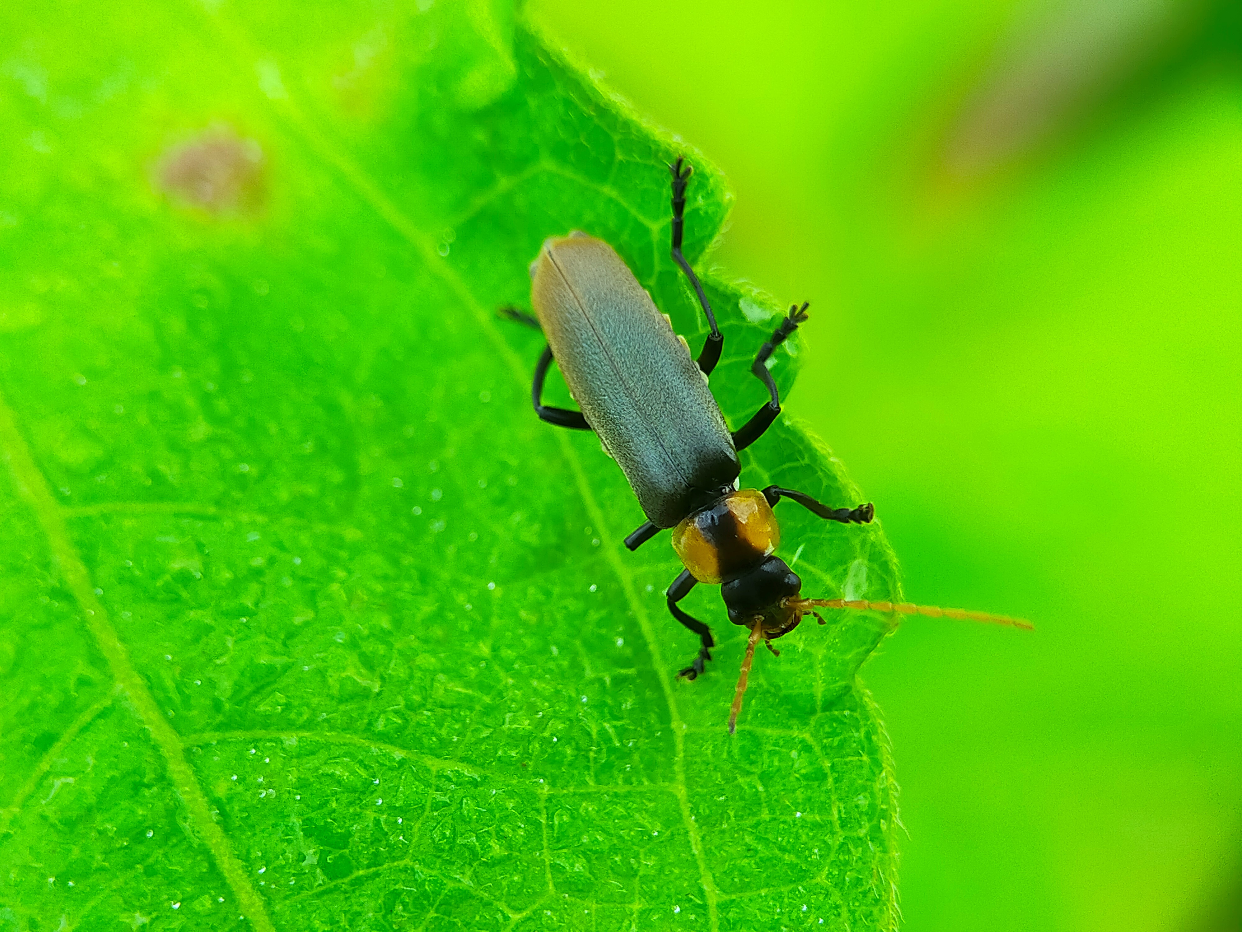 Chauliognathus lugubris (28).jpg