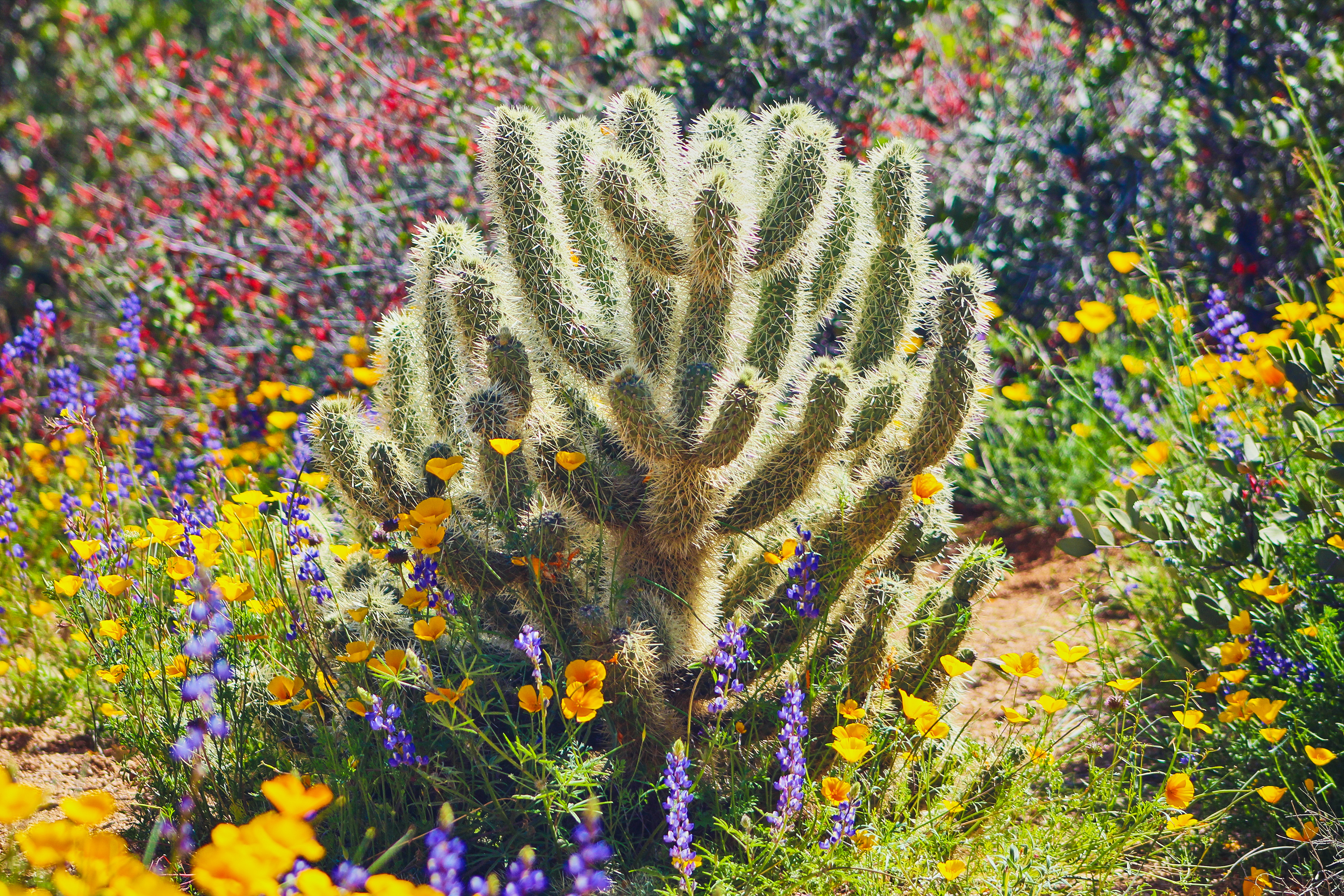 Wildflowers-Bartlett-Lake-2019137-(2).jpg