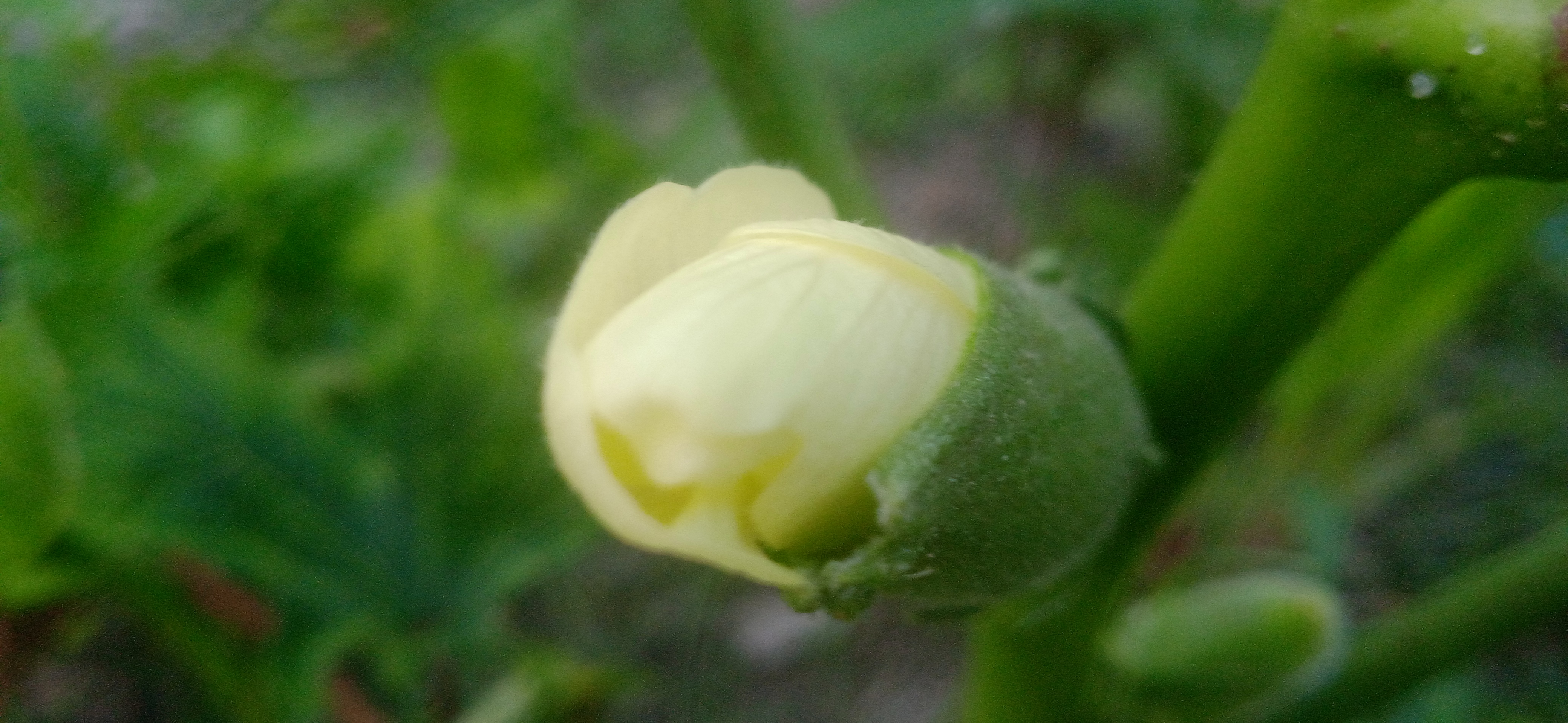 IMG_20250511_053453.jpg