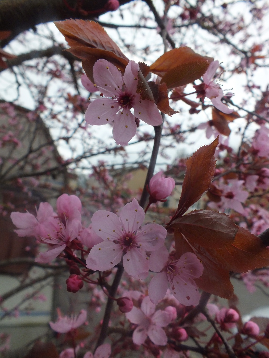 DSCF0341.JPG