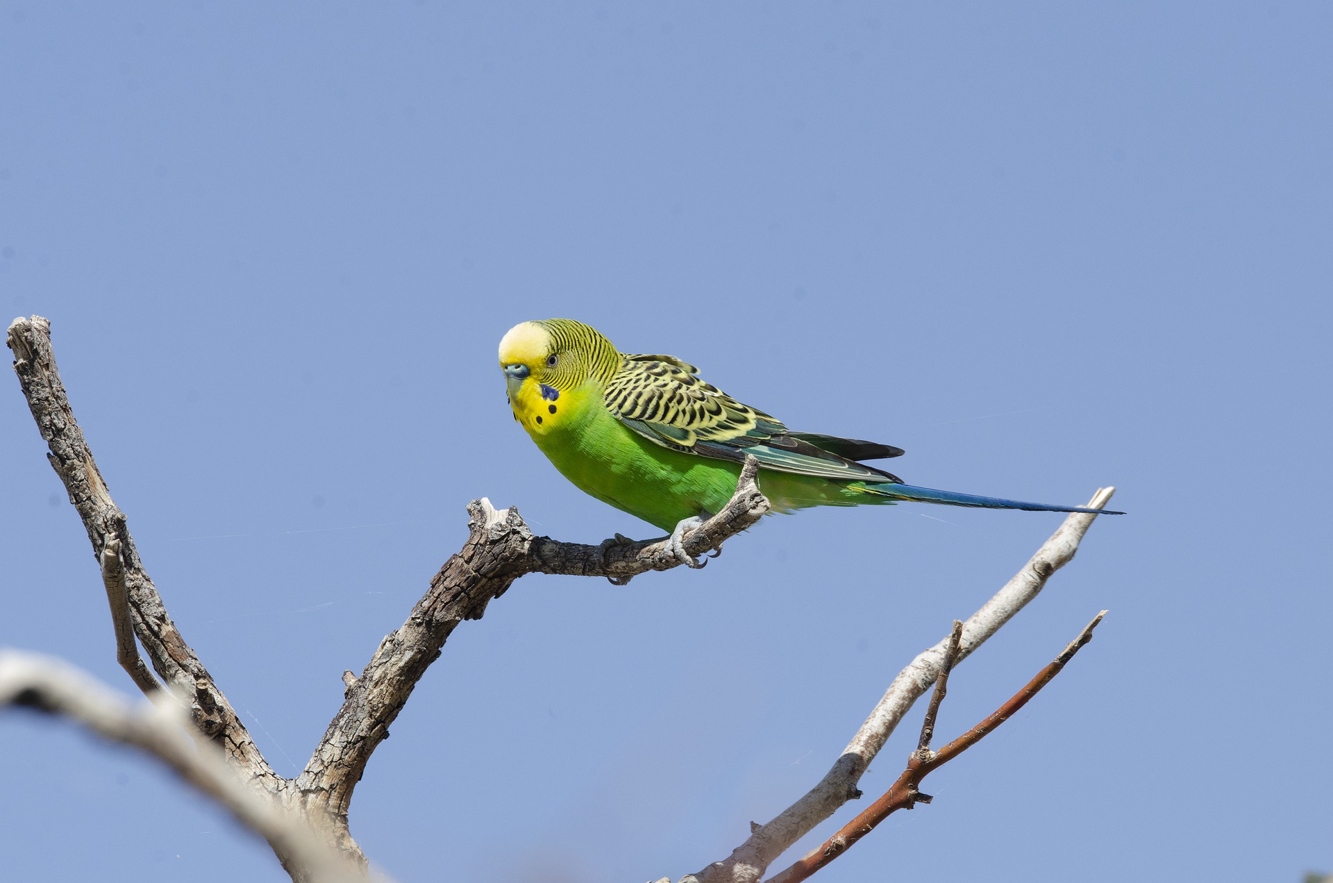 budgie-5653358_1920.jpg