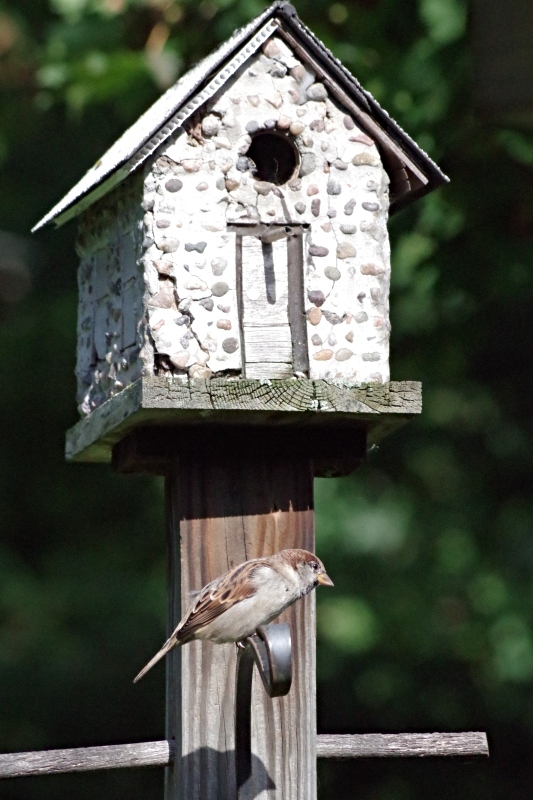 feathered-friends-birdhouse-2.jpg