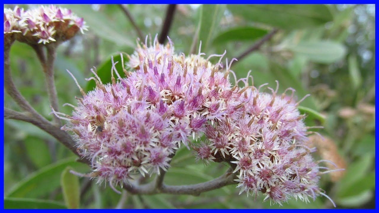 Planta pájaro bobo. — Hive