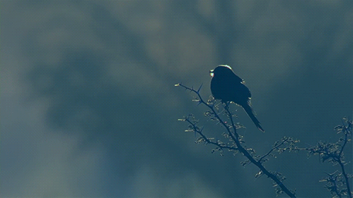 sparrow-gif-mist.gif