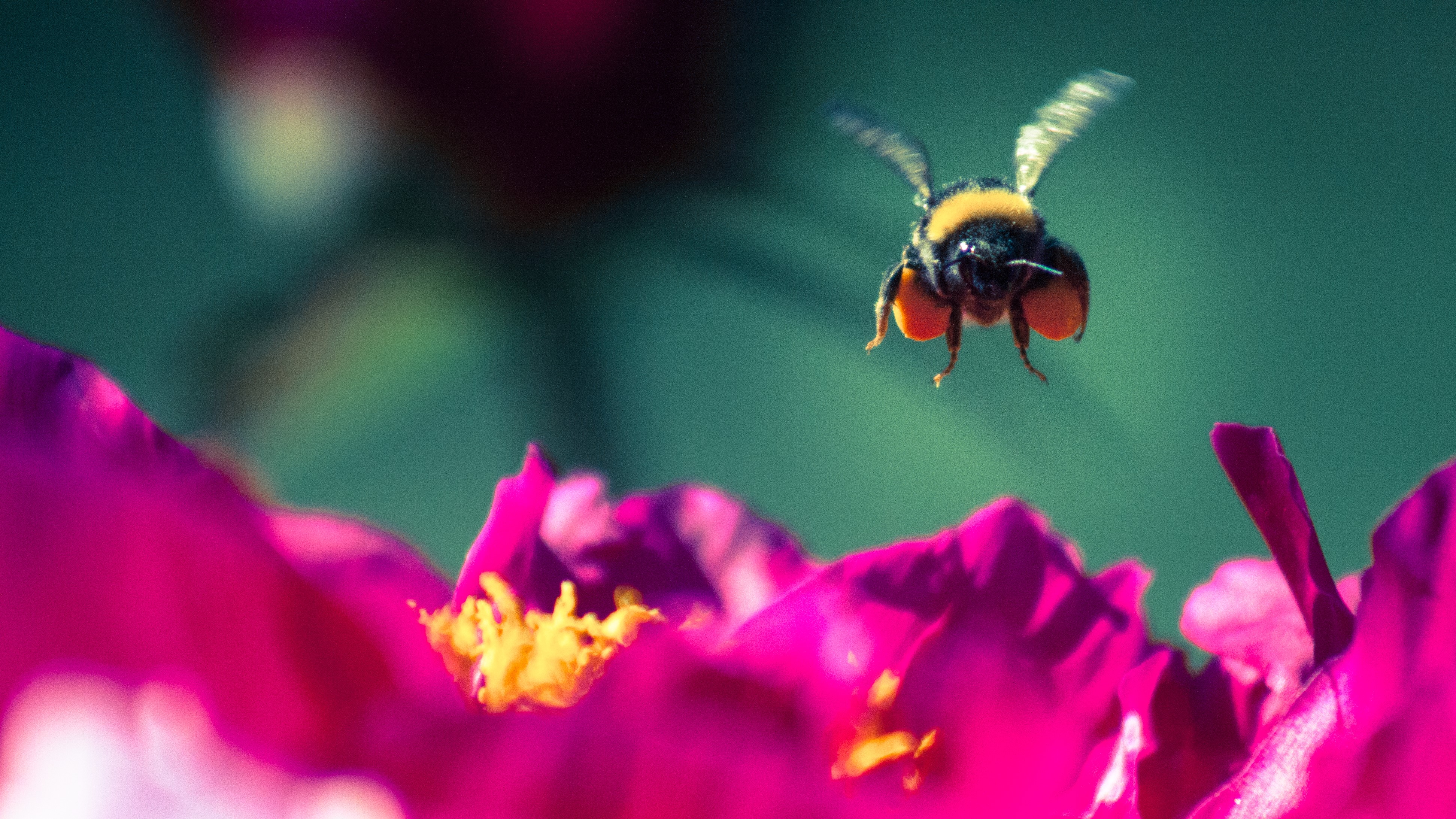 bees.jpg