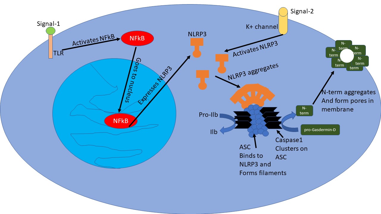 NLRP3.jpg