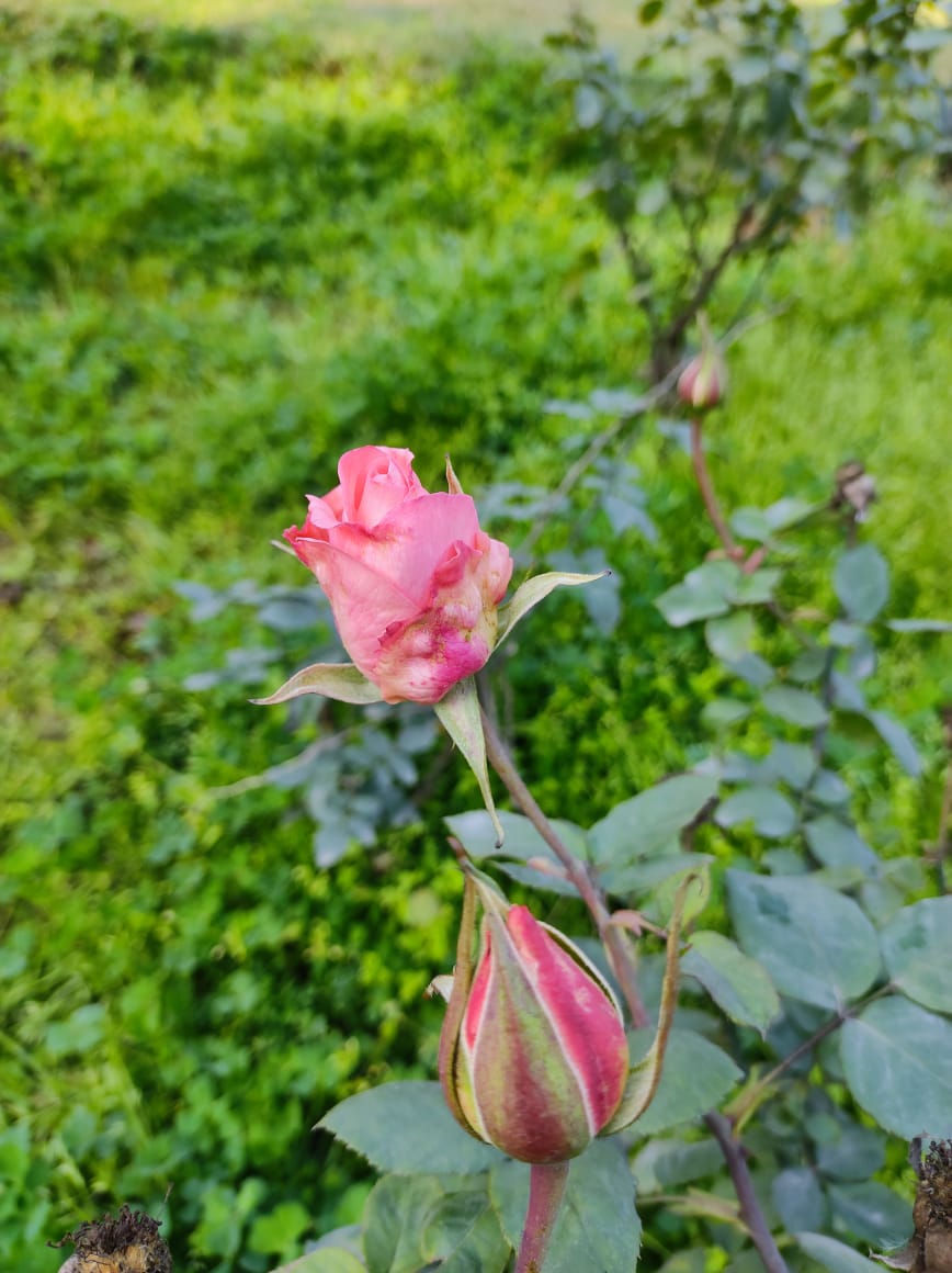 IMG-20250518-WA0007.jpg