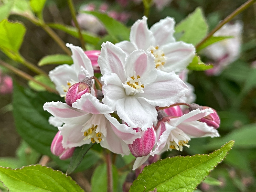 hive-garden-deutzia.jpg