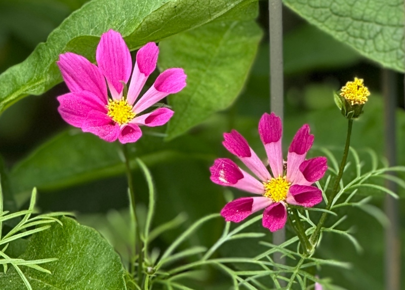hivegarden-cosmos.jpg