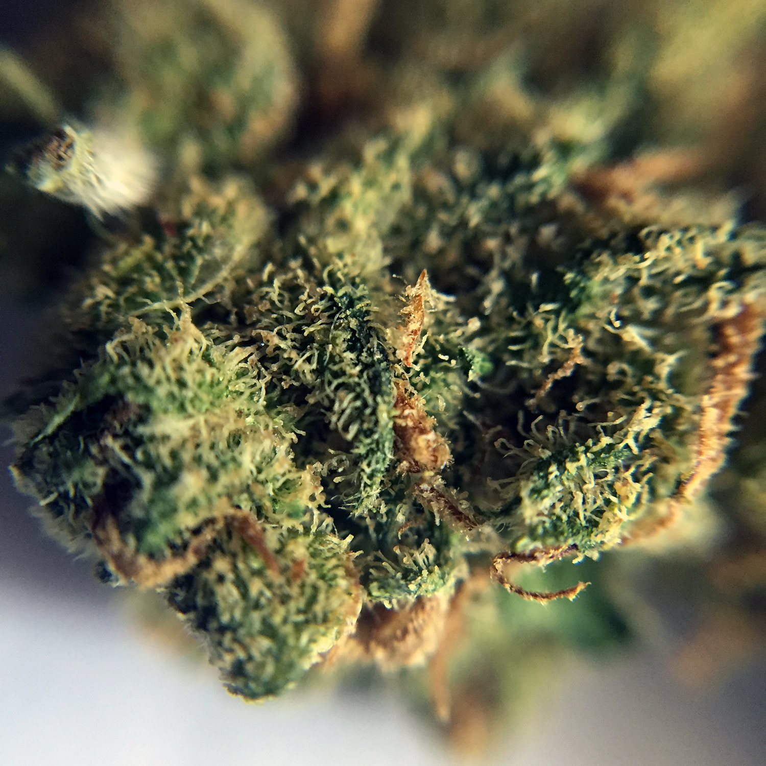 Hawaiian Haze Macro 2.jpg