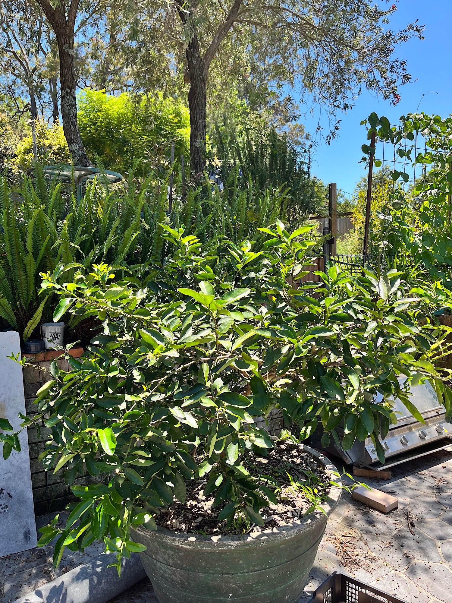 Dwarf Tahitian Lime